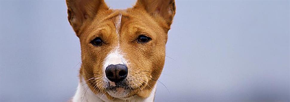 Как чистить уши собаке, чтобы не навредить ей?