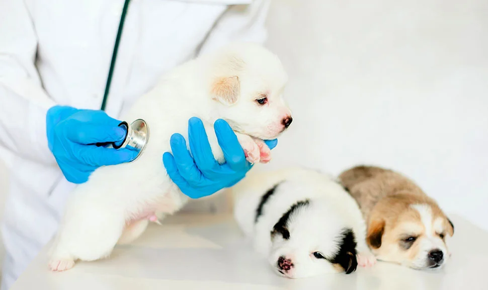 Вакцинация в ветеринарной клинике