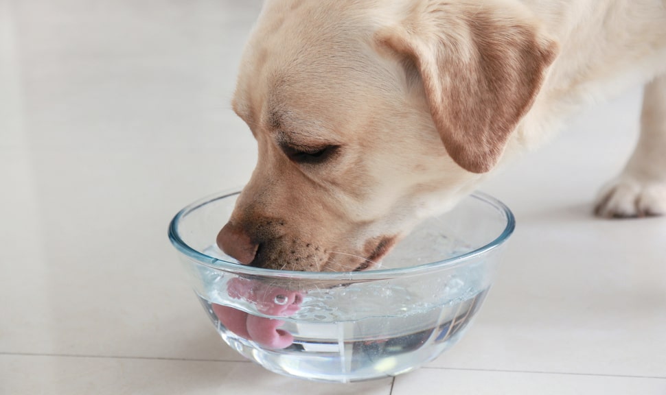 Как пьют собаки замедленная. Собака пьет. Собака пьет воду. Собака пьет из миски. Собака лакает.