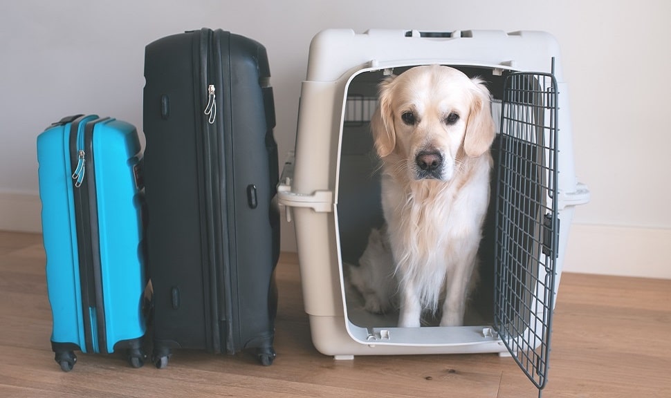 Когда нужно начинать готовиться к перевозке собак?